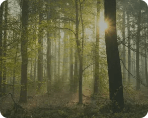 Bosque y madera